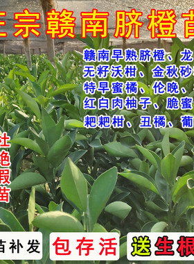 早熟特早橙子蜜橘柚子