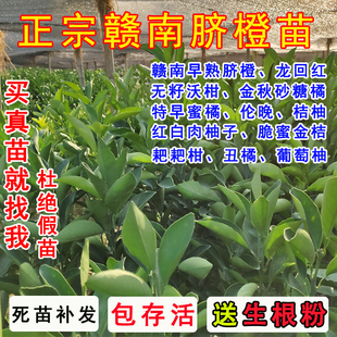 赣南早伦晚脐橙嫁接葡萄柚桔柚特早蜜橘沃柑砂糖橘金橘耙耙柑树苗