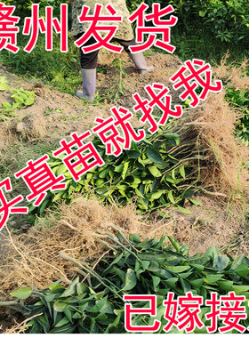 赣南脐橙嫁接橘子树苗早熟树苗