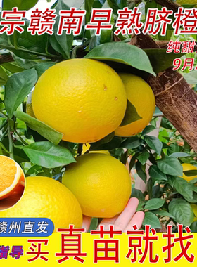 赣南早熟脐橙耐寒黄肉9月成熟龙回红脐橙纽荷尔果树苗南北种植