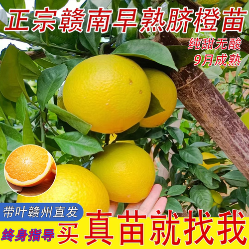 赣南早熟脐橙耐寒黄肉9月成熟龙回红脐橙纽荷尔果树苗南北种植