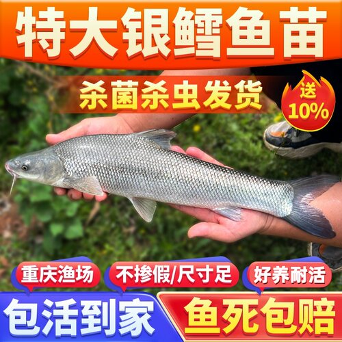 银鳕鱼苗淡水养殖食用大鳞鲃鱼苗鳕鱼苗活鱼苗养殖观赏银雪活鱼苗 - 封面
