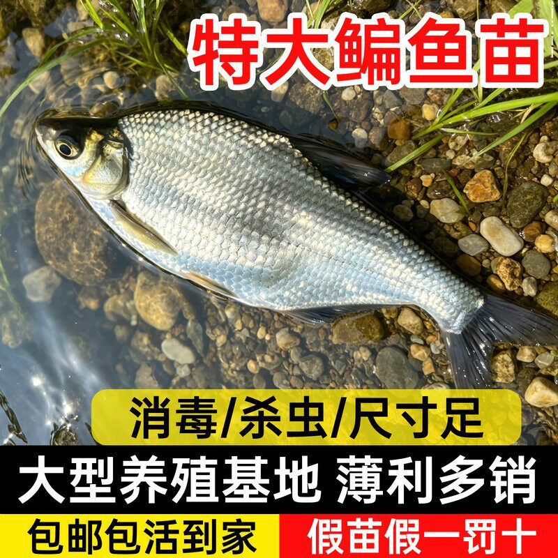 鳊鱼苗武昌鱼苗淡水养殖食用柳叶鳊扁鱼苗三角鲂团头鲂小鱼苗批发