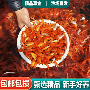 金鱼鱼苗活鱼鱼苗观赏鱼冷水鱼小型淡水好养耐活草金鱼缸饲料鱼