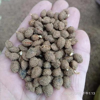 正宗大青叶樱桃种子嫁接砧木