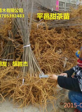 蒙山甜茶苹果砧木苗甜茶苗茶叶苗