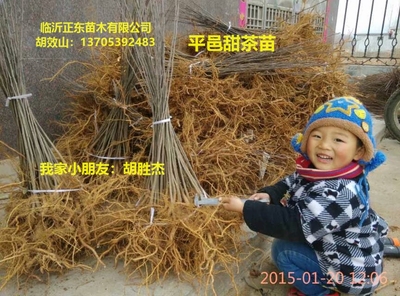 蒙山甜茶苹果砧木苗甜茶苗茶叶苗