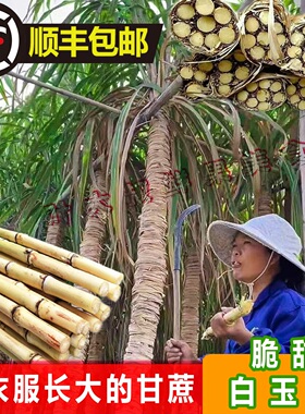 广西正宗木格白玉甘蔗新鲜玻璃脆水果甘蔗脆嫩脆甜白玉蔗9斤包邮