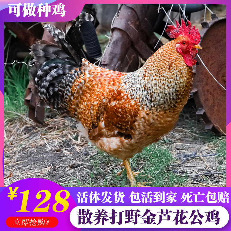 土鸡散养纯种汶上金芦花大公鸡活苗活鸡包活到家走地鸡种公鸡柴鸡