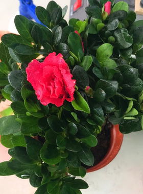 室内比利时杜鹃花盆景