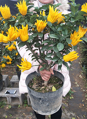 金佛手大苗带果室内植物盆景