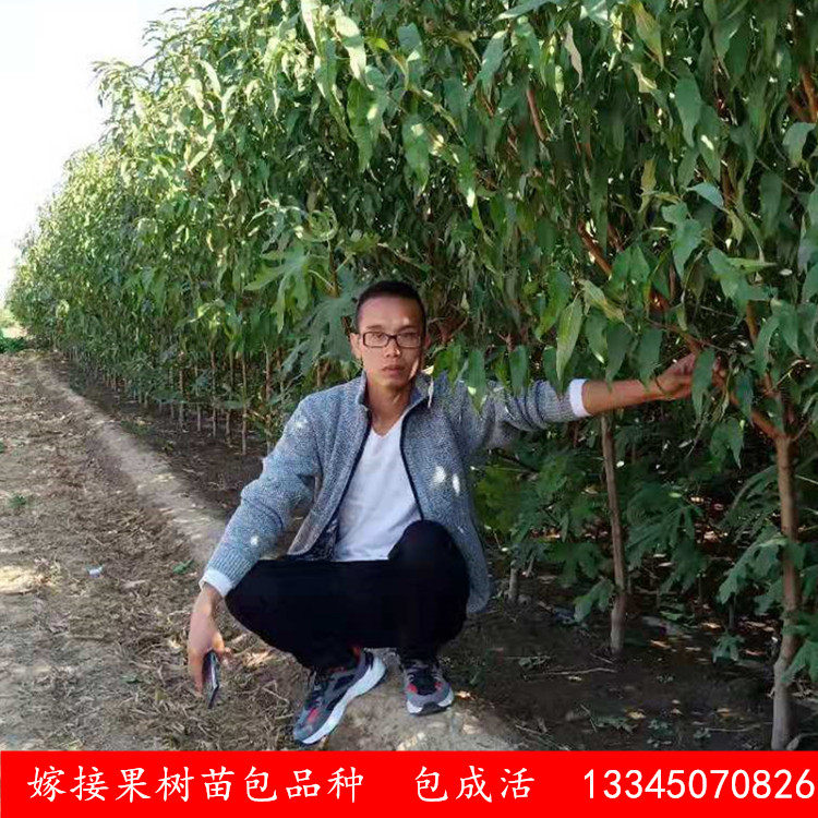冬桃树果苗嫁接血桃苗果树特大早熟南方北方种植水蜜桃子苗新品种