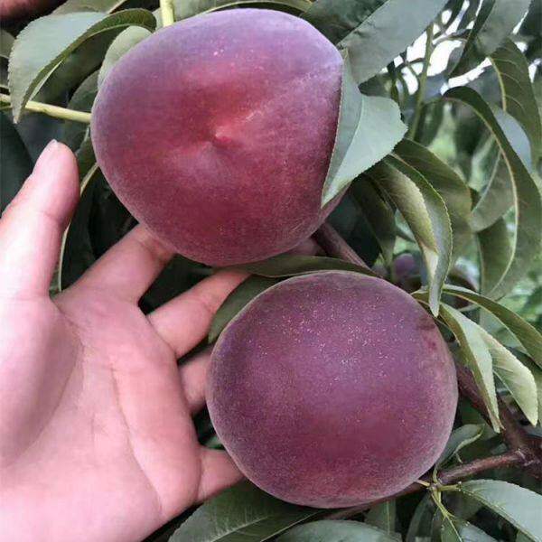 桃树新品种中华黑桃王桃树苗黑桃皇后树苗嫁接当年结果南北方种植