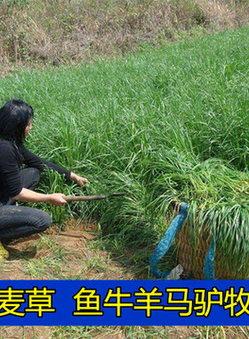进口耐寒宽叶牧草种子多年生黑麦草种子猪牛羊鸡鸭鹅鱼四季草种籽