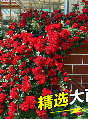 欧洲藤本月季 爬藤植物蔷薇花苗 爬墙花阳台庭院攀援花卉欧月大苗