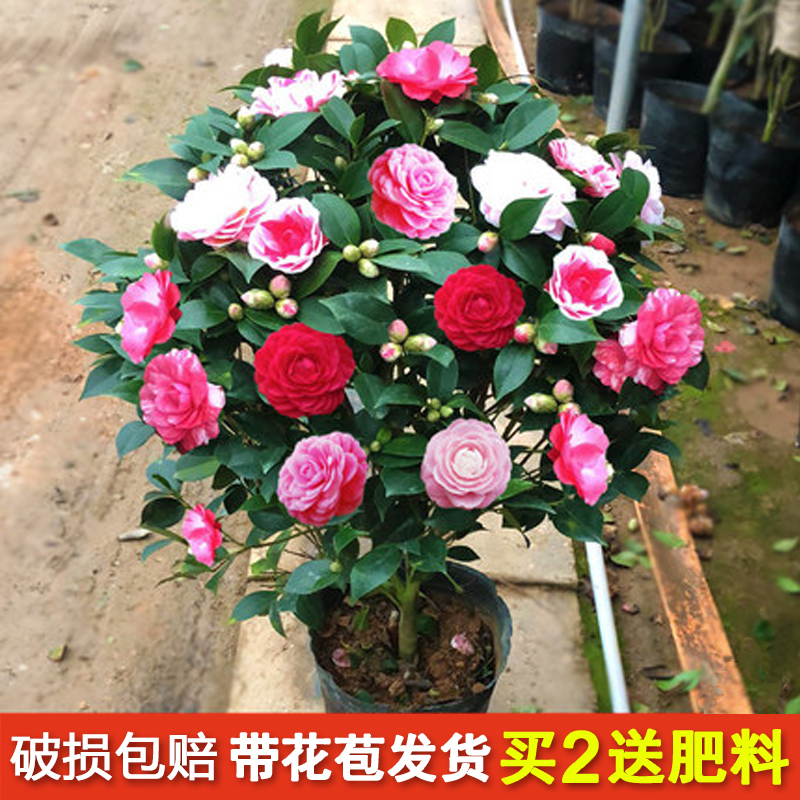 四季香妃山茶花树苗盆栽浓香型带花苞客厅室内花五色赤丹花卉植物