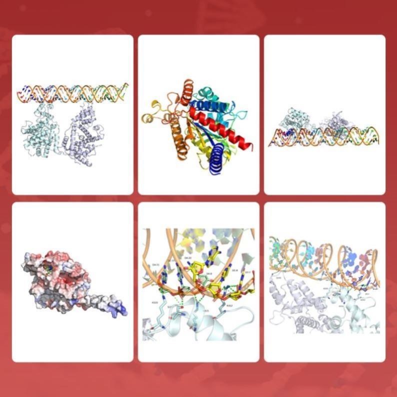 Gromacs amber lammps 分子动力学模拟 分子对接MD计算 代算 代做