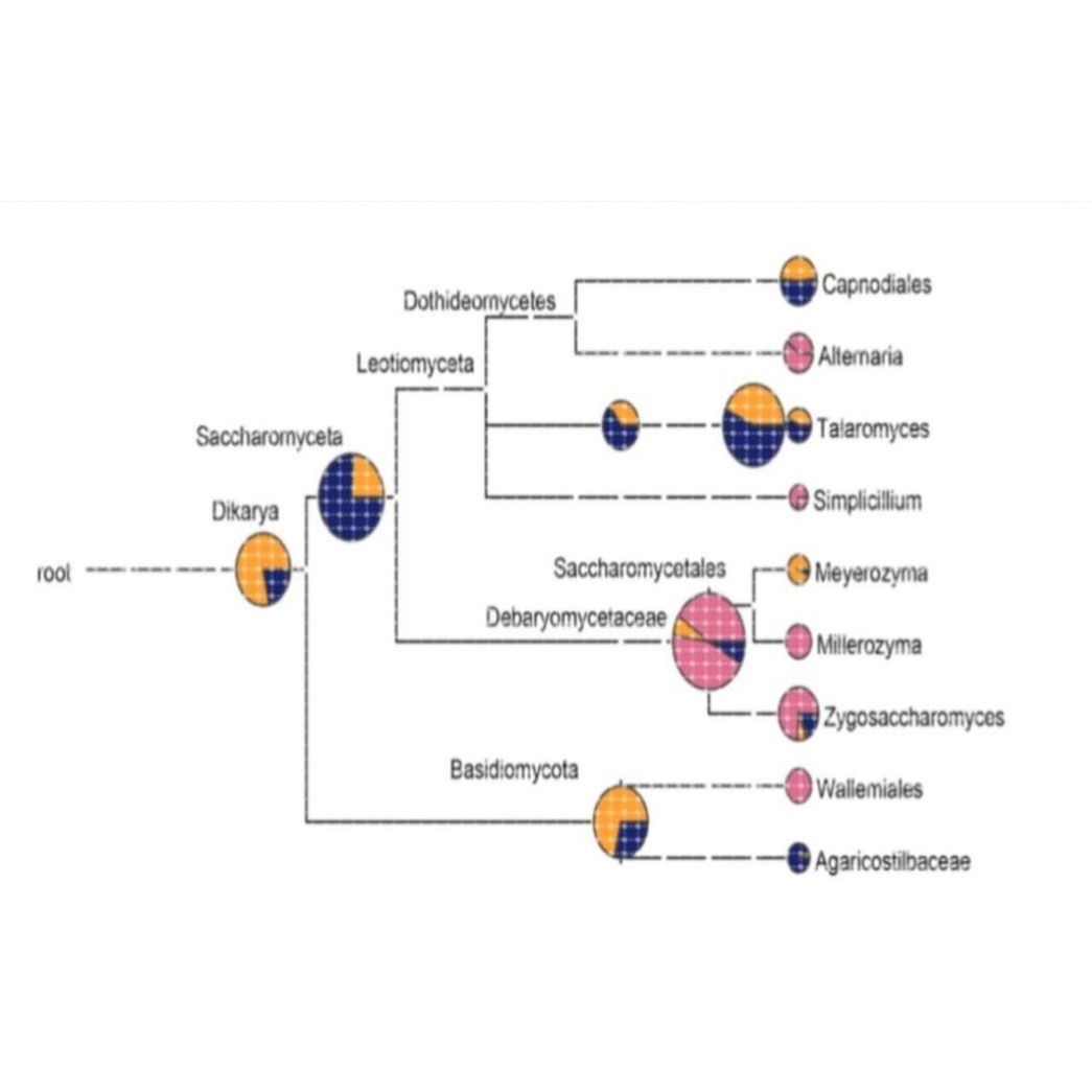 生信分析TCGA GEO GWAS数据库挖掘孟德尔随机化转录组分析