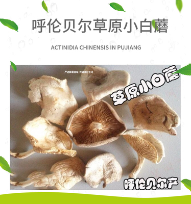 呼伦贝尔草原白蘑草地榛蘑