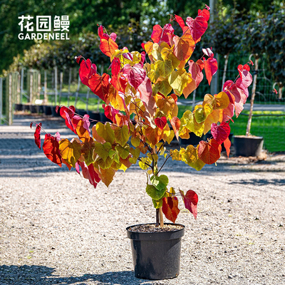 花园鳗加拿大紫荆永恒之火甜心