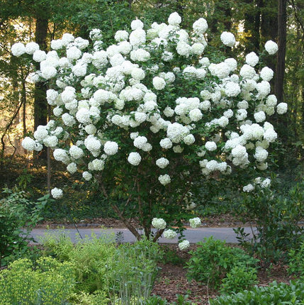 【中华木绣球】斗球欧洲玛丽弥尔顿荚蒾庭院灌木乔木花园鳗盆栽苗