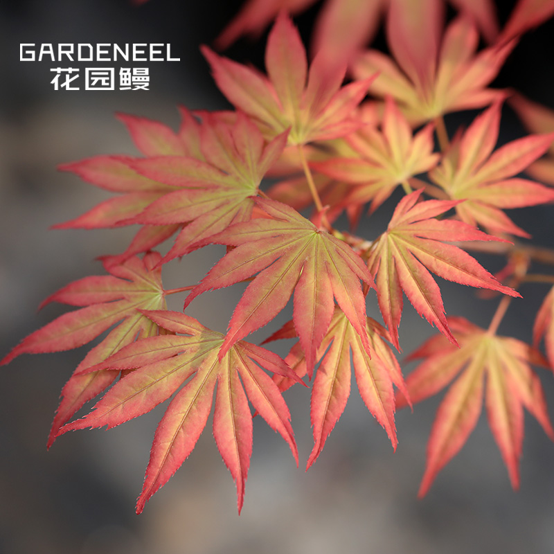 花园鳗龙松院彩叶变色叶日本红枫