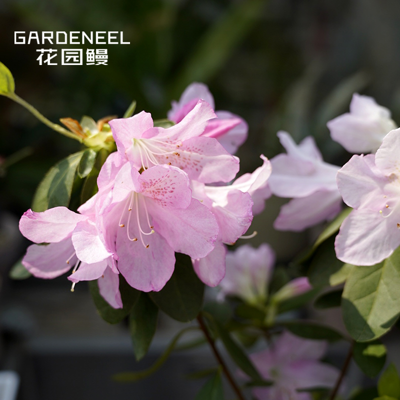 花园鳗大津杜鹃日本杂交石楠杜鹃耐寒常绿花卉庭院阳台灌木盆栽苗