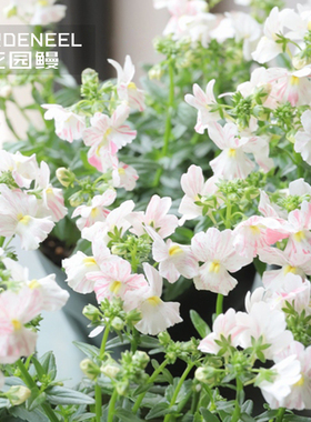 芳香龙面花樱之精灵庭院室内外阳台多年生花园植物耐寒花卉盆栽苗