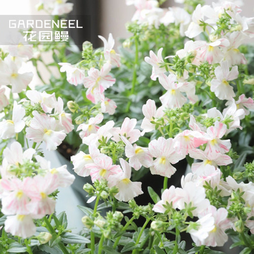 花园鳗芳香龙面花草本花卉阳台