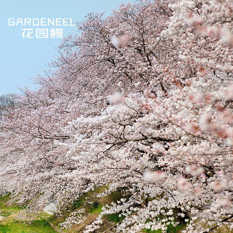 日本樱花树苗染井吉野关山郁金樱南北方庭院花园地栽植物风景盆栽,鲜花速递/花卉仿真/绿植园艺,种球/裸根,淘宝优惠券,粉丝福利购,淘宝优惠卷