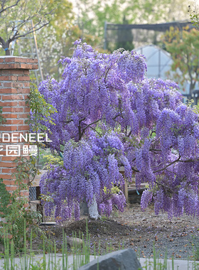 紫藤丰花普罗旺斯日本庭院廊架拱门墙面爬藤盆景造型花园鳗盆栽苗