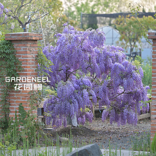 紫藤丰花春季廊架爬藤花园鳗花墙