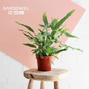 蓝星水龙骨贯众蕨室内喜阴绿植切叶花材多年生常绿蕨花园鳗盆栽苗