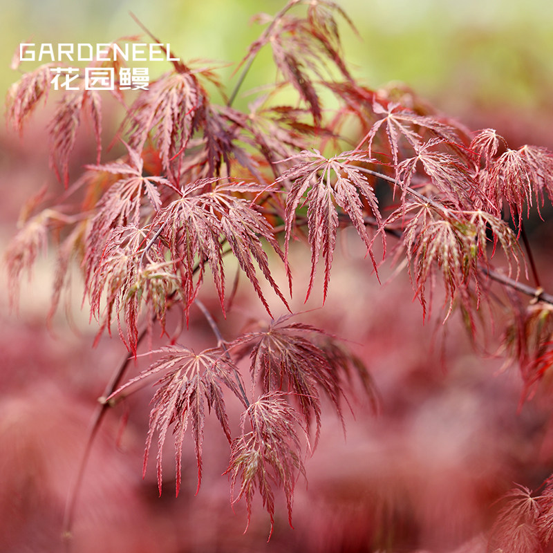 日本枫树石榴红垂枝羽毛红枫石榴石耐阴小乔木日式庭院花园盆栽苗,鲜花速递/花卉仿真/绿植园艺,绣球/木绣球/木本植物,淘宝优惠券,粉丝福利购,淘宝优惠卷