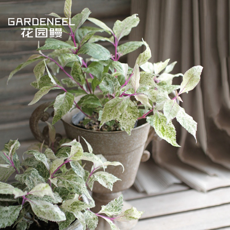 花叶紫珠盆栽苗シジムラサキ斑入紫式部庭院花园植物观叶观果盆景