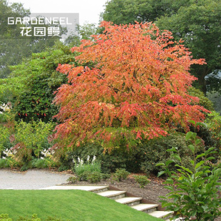连香树 彩色变色观叶植物多年生芳香花园庭院树木大型盆景盆栽苗