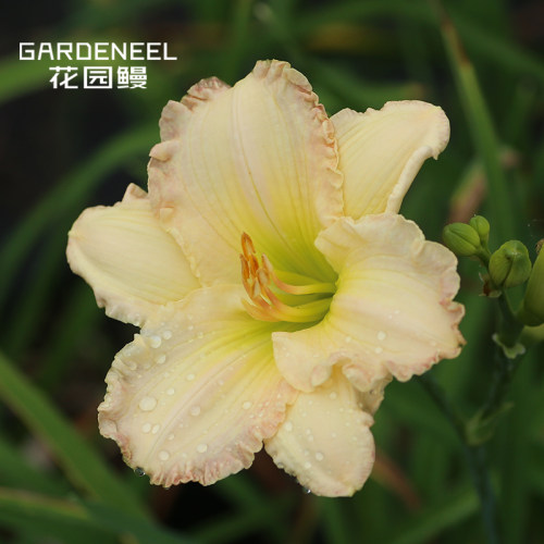 大花萱草进口忘忧草花卉耐寒盆栽