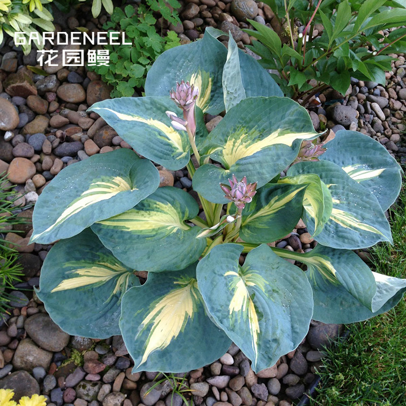 玉簪进口观叶彩叶宿根花园鳗