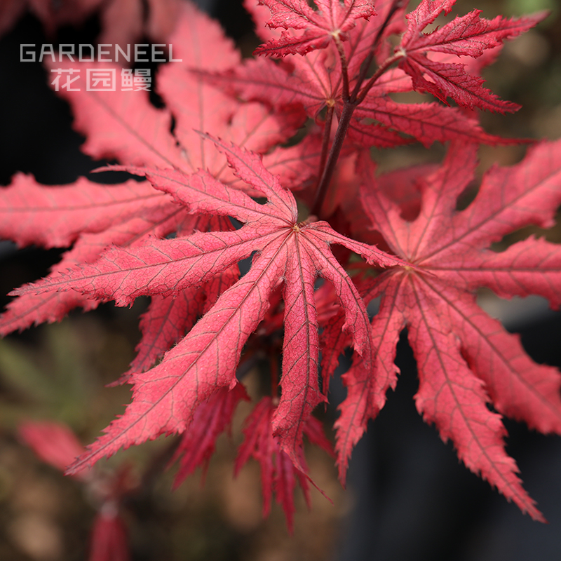 【日本枫树】紫鬼红枫耐阴紫精灵小乔木日式庭院阳台花园鳗盆栽苗