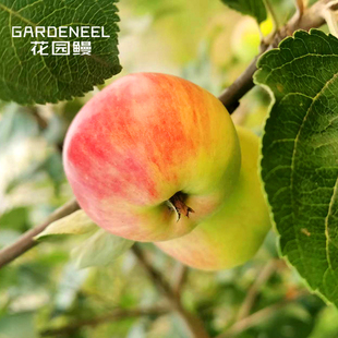 意大利嘎啦苹果树苗安娜高产易活南方两广可种庭院花园嫁接苗盆栽
