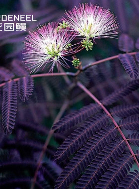 花园鳗巧克力合欢树观花观叶盆栽