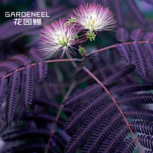 花园鳗红黑叶合欢树盛夏巧克力多年生彩叶乔木耐热耐寒植物盆栽苗