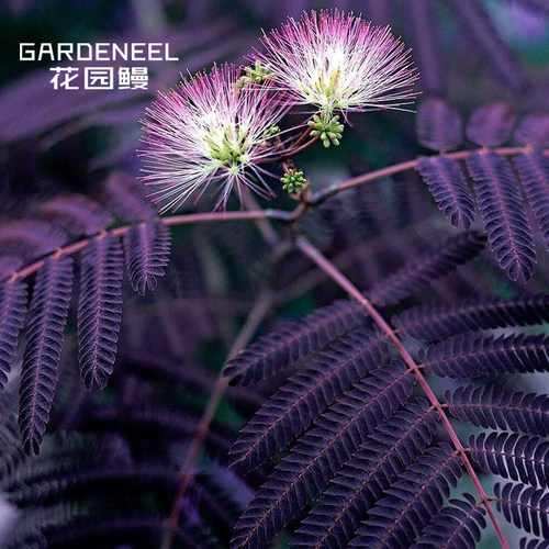 花园鳗巧克力合欢树观花观叶盆栽