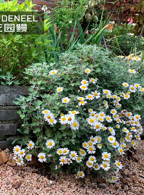 足摺野路菊雏菊花苗银灰叶多年生常绿耐寒耐热宿根地被植物盆栽褶