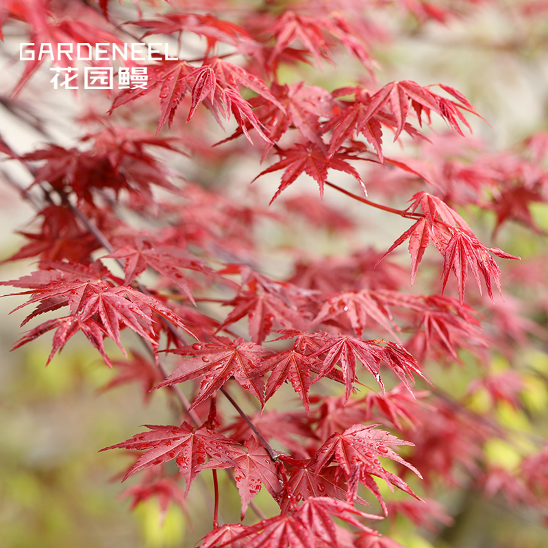 日本枫树千染两季耐阴花园鳗
