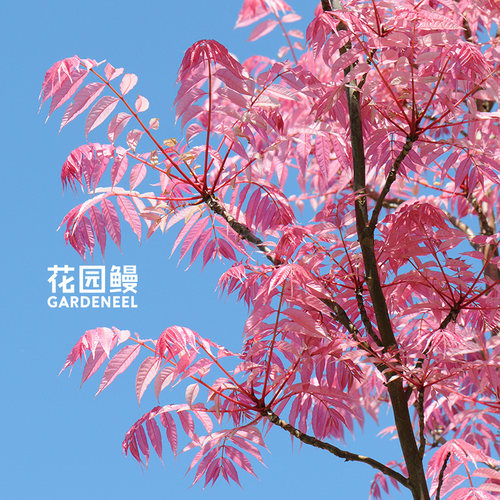 火烈鸟香椿粉红色叶可食用彩叶树