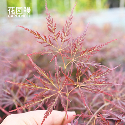 花园鳗垂枝羽毛枫三季红槭树盆栽