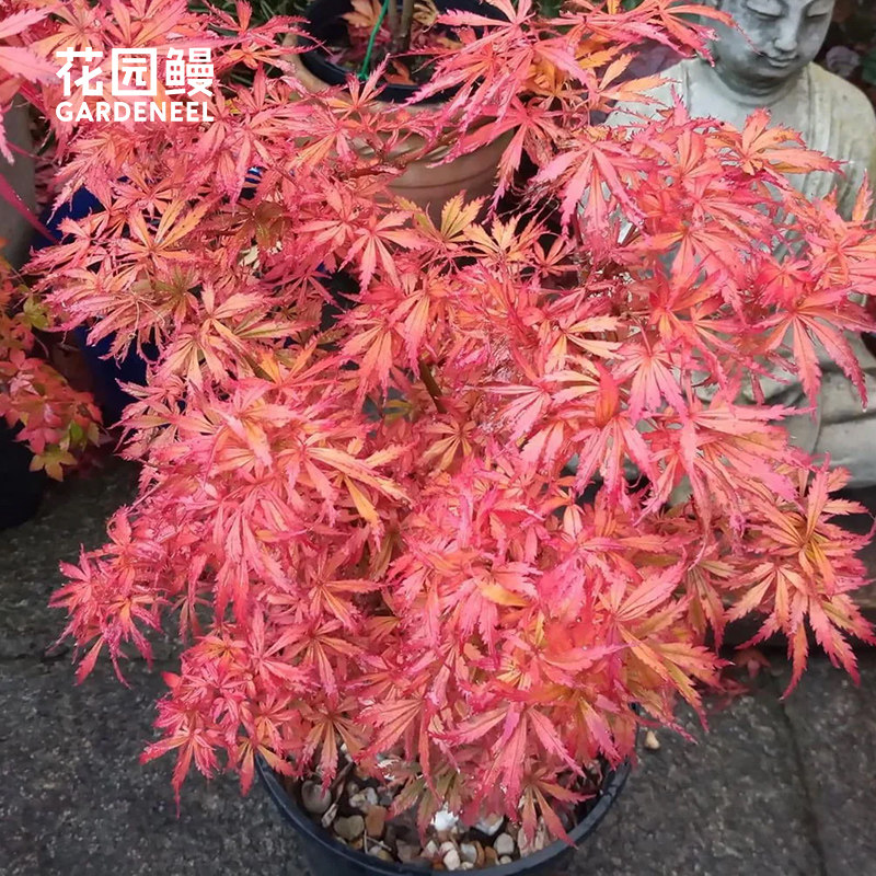 花园鳗杰瑞施瓦茨矮生紧凑红枫树图片