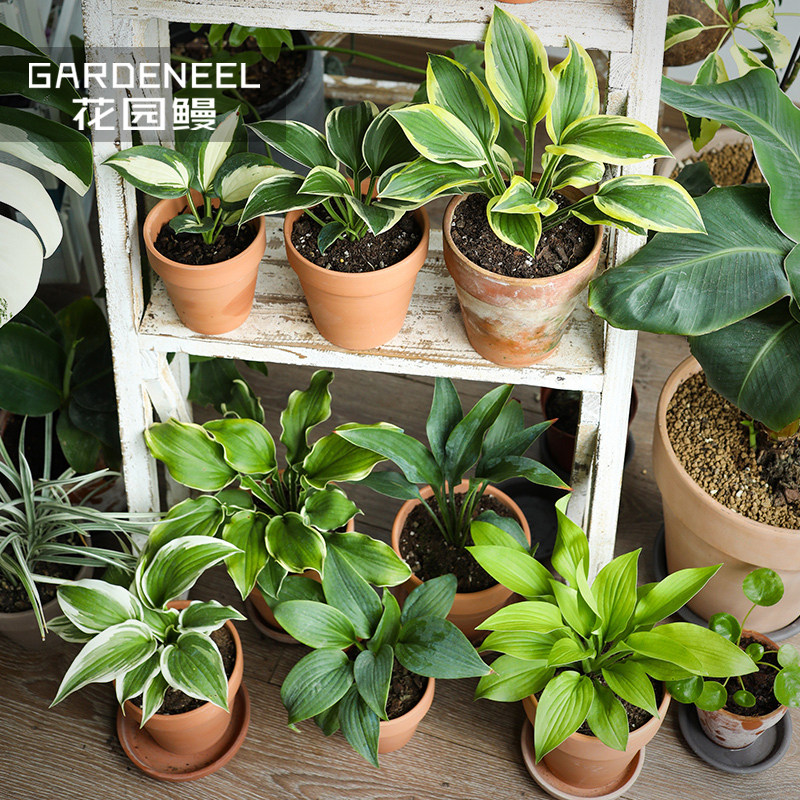 玉簪花园鳗庭院耐阴宿根阳台