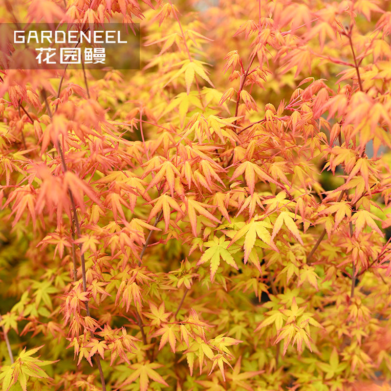 袖锦黄金枫鸡爪槭日本红枫花园庭院阳台盆栽观叶槭树盆景植物四季,鲜花速递/花卉仿真/绿植园艺,绣球/木绣球/木本植物,淘宝优惠券,粉丝福利购,淘宝优惠卷